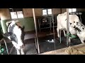 ambewela new zealand farm අඹේවෙල නවසීලන්ත ගොවිපළ srilankan dairy farm srilankan dairy industry