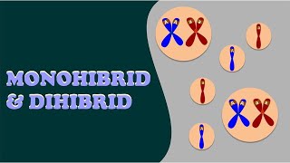 Persilangan Monohibrid dan Dihibrid I Menghitung Persilangan Monohibrid & Dihibrid I  POLA HEREDITAS