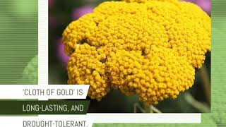 Achillea filipendulina 'Cloth of Gold'