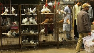 মিরপুরের বিখ্যাত কবুতর ও পাখির হাট | Famous Pigeon and Bird Market in Mirpur