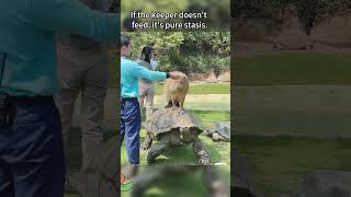 Capybara Riding Turtle and Waiting for Feeding Time!