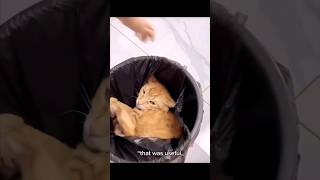 Funny pet Fails - Try Not To Laugh #pets #fail #funny #cat #dog