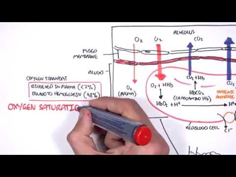 Which physiological system is responsible for gas exchange?