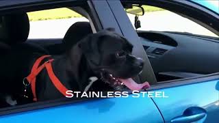 Adjustable Pet Cat Dog Car Seat Belt || TodayShoper ||