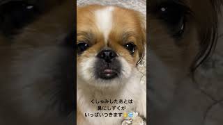 ペキニーズのあんず/鼻にしずく/鼻ぺちゃ犬