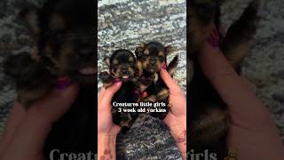 3 week old yorkie puppies #yorkies #grow #puppies #dogbreeds #cute #love