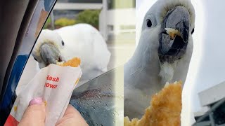 Hungry Cockatoos Want Woman's Hash Brown