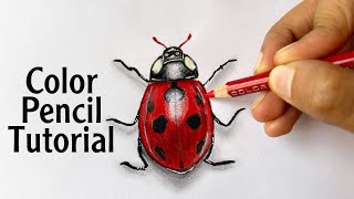 Ladybug Tutorial | Color Pencil