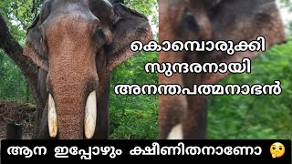 കൊമ്പൊരുക്കി സുന്ദരനായി അനന്തപത്മനാഭൻ | Cherpulassery Ananthapadmanabhan |