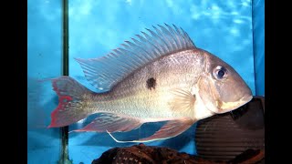 美洲慈鯛-威米勒力紅紋關刀(Geophagus winemilleri)