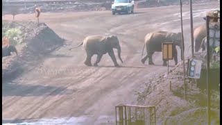 Elephant Herd Enters Active Mining Site In Keonjhar