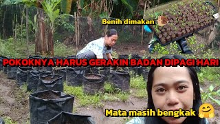 Cek Benih Dan Cabutin Rumput Lagii!!!