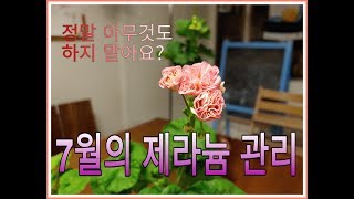 7월의 제라늄 관리법ㅣPelargonium gardening for July