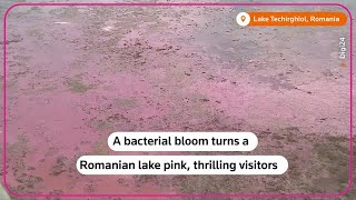 Bacterial bloom turns Romanian lake flamingo pink