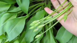 ฉายเดี่ยว ไปเก็บดอกกระเทียมป่า🧄คนเดียว เยอะมาก เก็บมันส์สุดๆ/picking wild garlic flowers on my own.