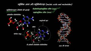 Introduction to nucleic acids and nucleotides | Hindi | Biomolecules | Grade 12 | Chemistry