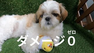 【シーズー】お散歩中にネッククーラーを失くした愛犬がショックで落ち込んで・・・なかったw w w【犬Vlog】