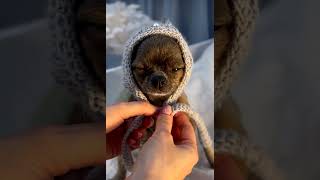 Adorable Chihuahua in a Handmade Knitted Hood: Cute and Cozy! 🐶🧶 #Chihuahua #CuteDogs #KnittedHood