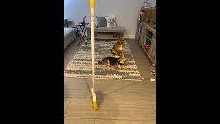 Standing Broom | NASA | Equinox