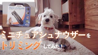 ミニチュアシュナウザーのトリミングを4分間でご覧ください！