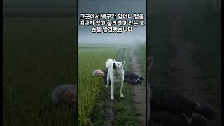 “할머니를 살린 충성스러운 개, 백구의 감동 실화”