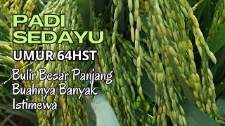 Padi Sedayu Umur 64 hst, ISTIMEWA‼️Buahnya Banyak Bulir Besar.