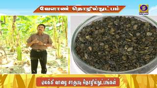 ஏலக்கி வாழை சாகுபடி தொழில் நுட்பங்கள் | Krishi Vigyan Kendra, Krishnagiri