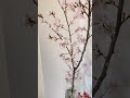 テンションあがる！花屋で買った桜が満開になりましたsakura in full bloom sakura 花屋 満開の桜　 我が家のペット ダックス 🐶