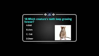 Which creature's teeth keep growing forever #ytshorts #shortvideo #howtoachievesuccessinlife