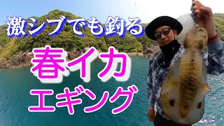 [Eging] How to enjoy squid fishing!