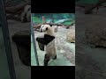 圓寶打食 遊客 好可愛 好可愛 好可愛~ panda shorts yuanbao 圆宝