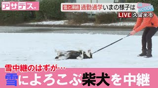 ２月６日朝の久留米市で雪中継をするはずが雪によろこぶ柴犬を中継【アサデス。雪中継】