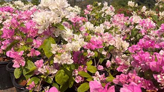 🔥₹200 മുതൽ ഹൈബ്രിഡ് ബോഗൈൻവില്ല 🔥Hybrid Bougainvillea from ₹200🔥 Sale Malayalam /Adarna/Maharani/ Tvm