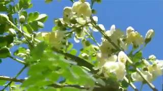 My Moringa Trees Are Growing Drumsticks - Zone 8