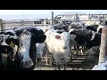 agweektv milk prices