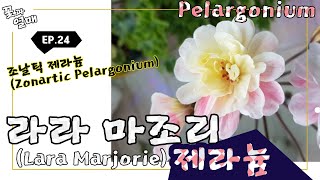 (제라늄#24)_🌷라라 마조리(마저리) 'Lara Marjorie' , 조날틱 제라늄(펠라고늄) ! (Zonartic Pelargonium) 🌱 Geranium, 유럽제라늄,