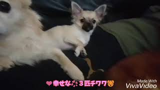 幸福なチワワ🐶幸せな時間😆🍀オススメ！３匹の愛犬達は運気アップ間違いないw🤗❤️幸せを運ぶ犬😉💕