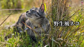 【今日も元気な農家ネコたち】木曜日の農園生活ダイジェスト🐈‍⬛🐈