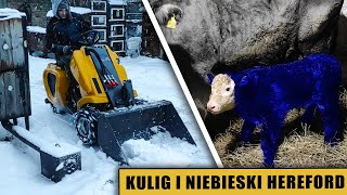 Kulig i niebieski hereford