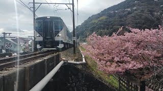 河津桜に見送られ、東京駅を目指して、伊豆急線白田川橋梁を通り過ぎていく伊豆急線特急踊り子号