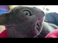 【猫動画】撫でてほしくて甘えるロシアンブルー【russianblue】russian blue that i want you to stroke and spoil