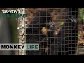 S8E12 | Releasing Two Golden-Cheeked Gibbons Back Into The Wild | Monkey Life | Beyond Wildlife