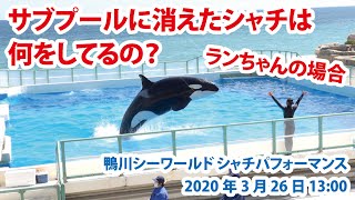 サブプールに消えたシャチは、何をしてるの？【2020年3月26日13:00　鴨川シーワールド　シャチパフォーマンス】