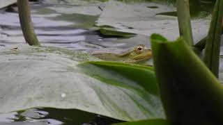 Wasserfrosch