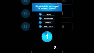 Which structures pass through the obturator foramen