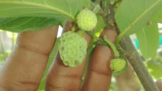 Sharifa Plant growth and Care tips || Growing tips of Sharifa Plant