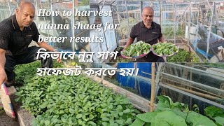 How to harvest nunna shaag for best results  নুননা সাক কিভাবে  তোলা ভালো রেজাল্টের জন্য। | 4k