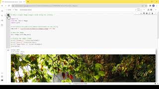 Show a Single Image using Python in Colab