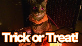 【猫ハロウィン】ピーちゃんのコスプレ 〜ちゅーるくれないとイタズラしちゃうぞ〜【Trick or Treat Cat】【Halloween】