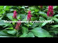 Megaskepasma erthrochlamys (Brazilian Red Cloak) | Must see May